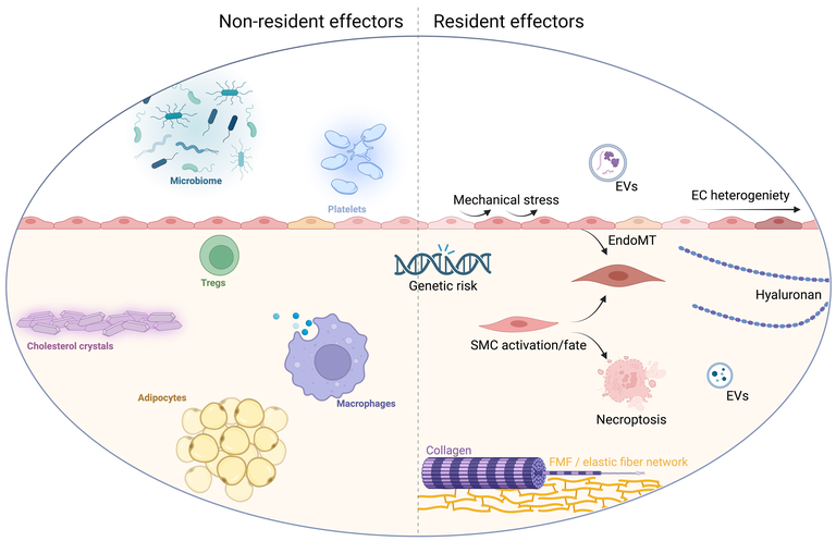 Resident vs non resident Mechanisms Kopie.png Resident vs non resident Mechanisms Kopie.png