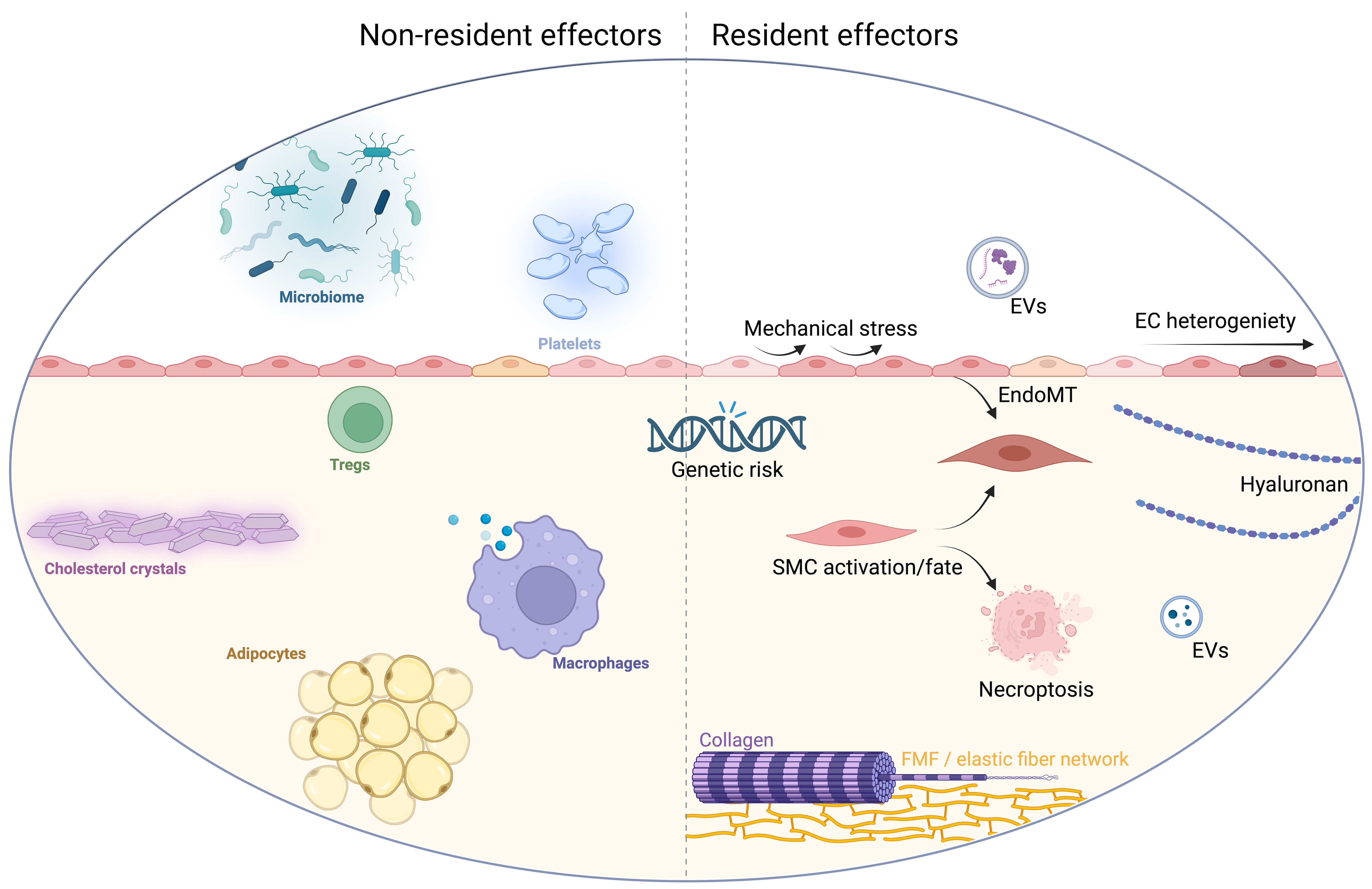 Resident vs non resident Mechanisms Kopie.png