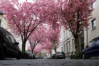 cherry-blossom-2198737.jpg