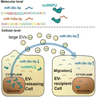 The RNA binding protein hnRNPU regulates the sorting of microRNA 30c 5p into large extracellular vesicles Kopie.png