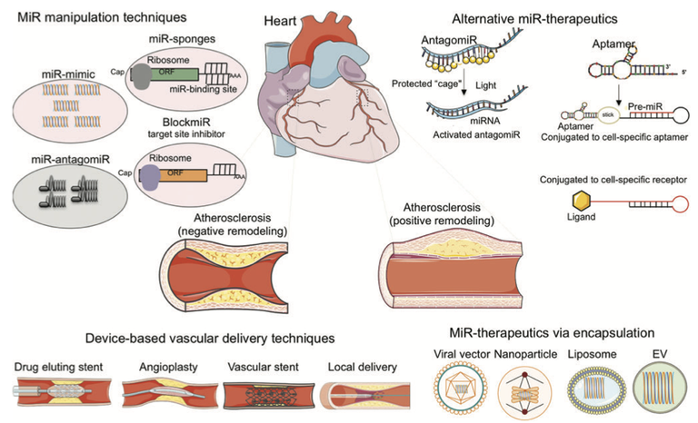 MicroRNAs As Master Regulators of Atherosclerosis From Pathogenesis to Novel Therapeutic Options Kopie.png