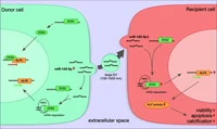 Graphical Abstract: Proposed working model of miR-145-5p