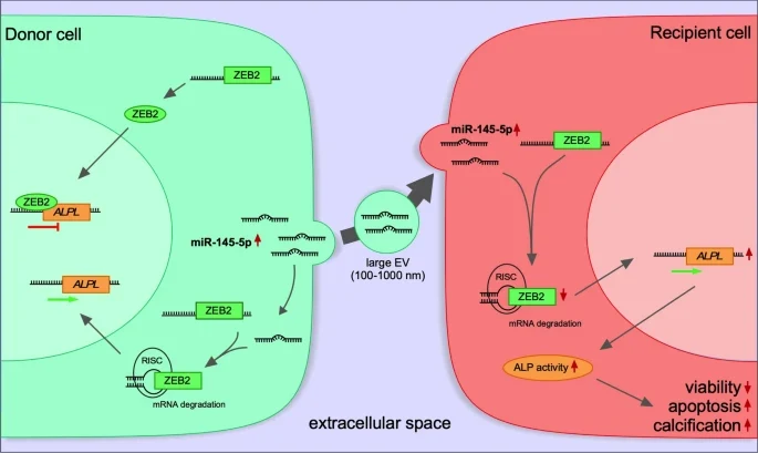 Graphical Abstract: Proposed working model of miR-145-5p