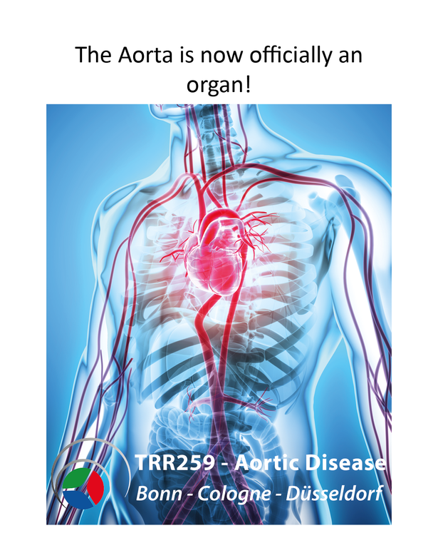The aorta is now officially an organ!